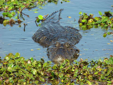 Image of Broad-snouted Caiman