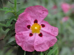 Image of Cistus × purpureus