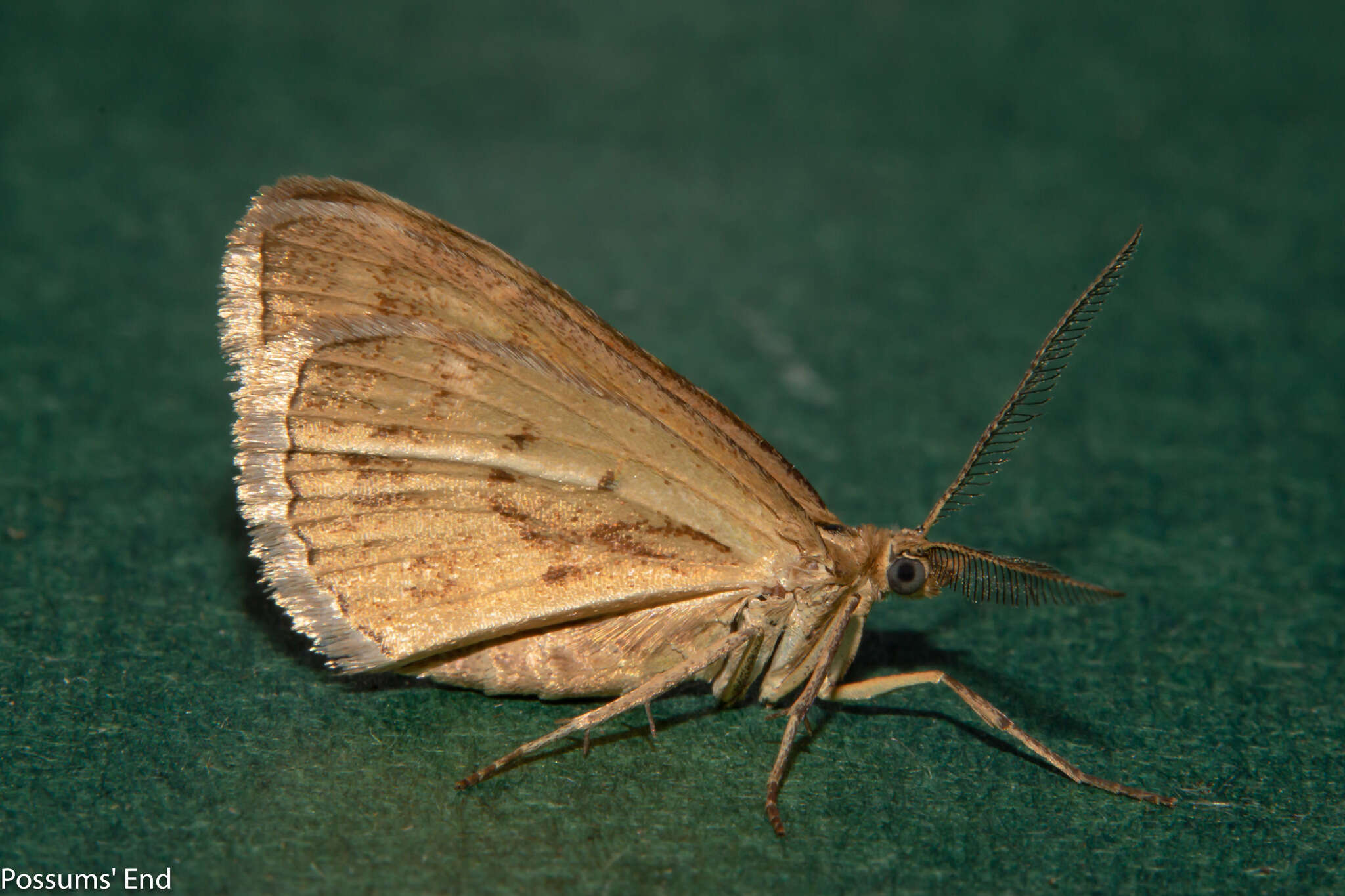 Image of Asaphodes abrogata Walker 1862