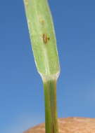 Image of smallflower lovegrass