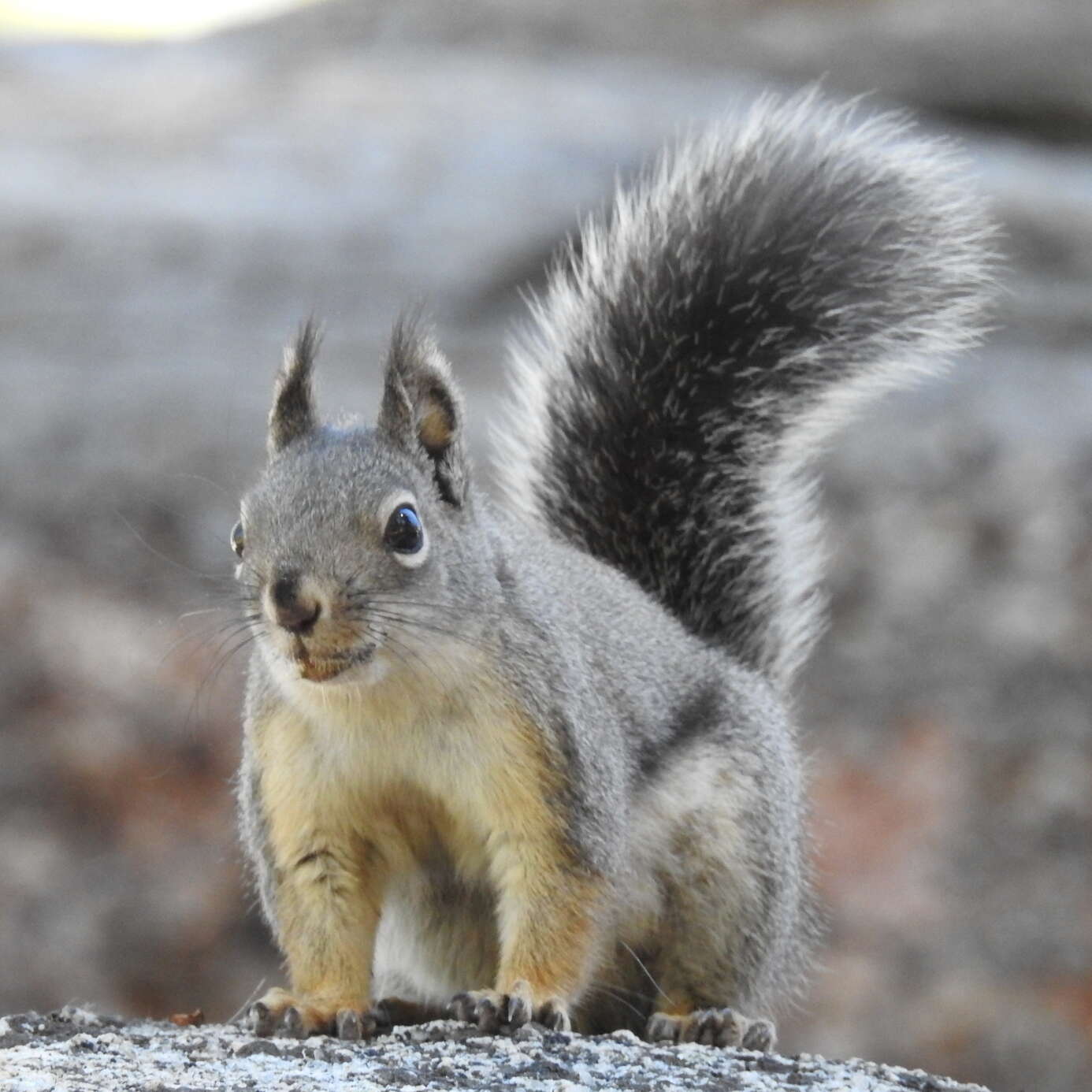 صورة Tamiasciurus mearnsi (Townsend 1897)