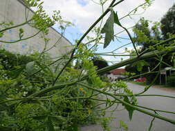 Image of wild parsnip