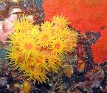 Image of Orange Turret Coral