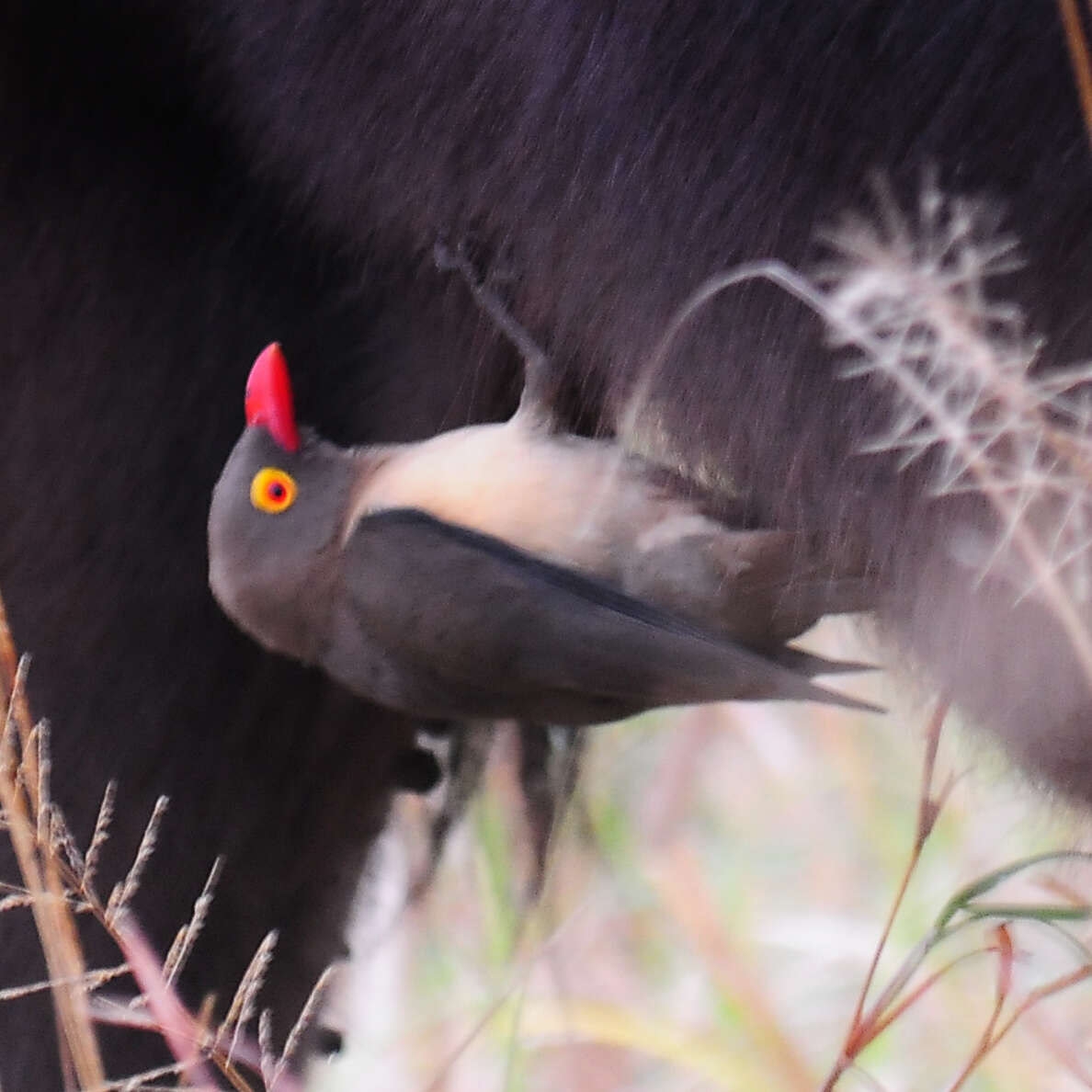 Image of Red-billed Oxpecker