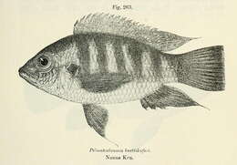 صورة Pelmatochromis