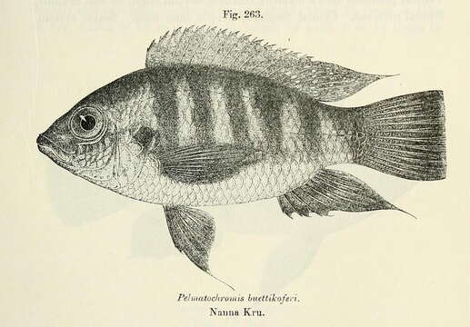 صورة Pelmatochromis