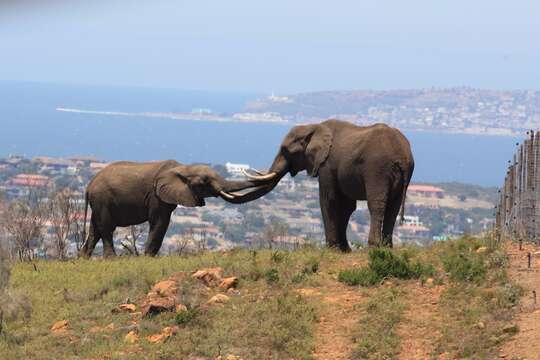 Image of African bush elephant