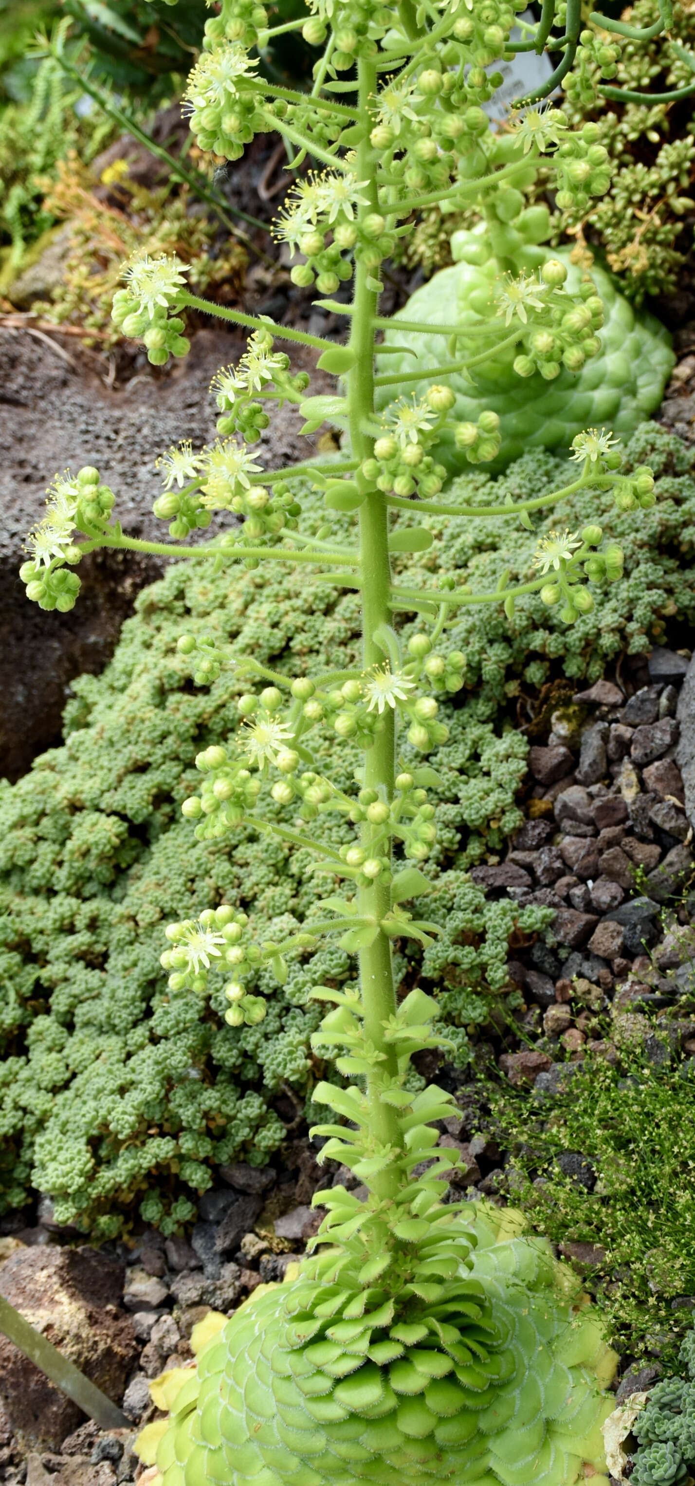 Image of Aeonium tabuliforme