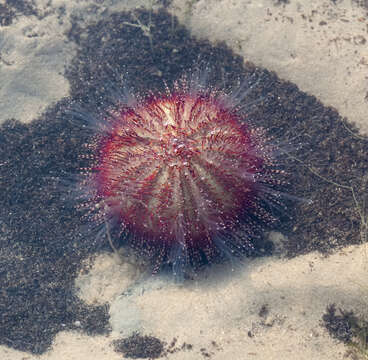 Image of Salmacis bicolor L. Agassiz ex L. Agassiz & Desor 1846