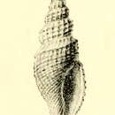 Image of Pleurotomella eulimenes (Melvill 1904)