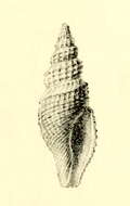 Plancia ëd Pleurotomella eulimenes (Melvill 1904)