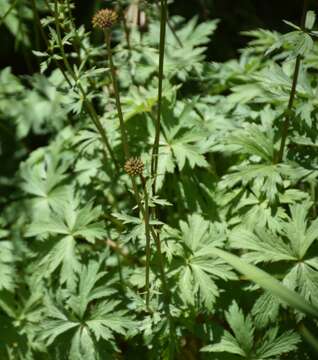 Image of Trollius yunnanensis (Franch.) Ulbr.