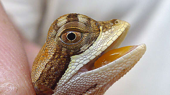 Image of Wied's Fathead Anole