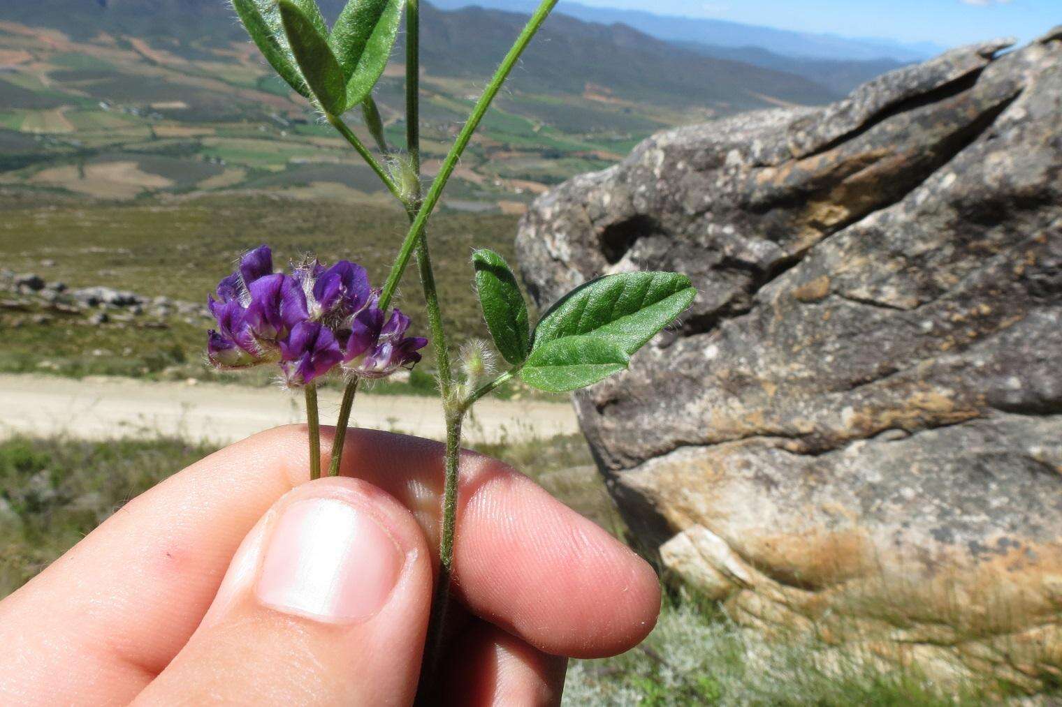 Image of Otholobium swartbergense C. H. Stirt.