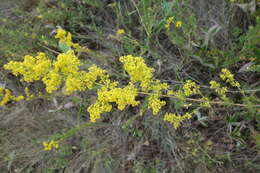 Image of Lady's Bedstraw