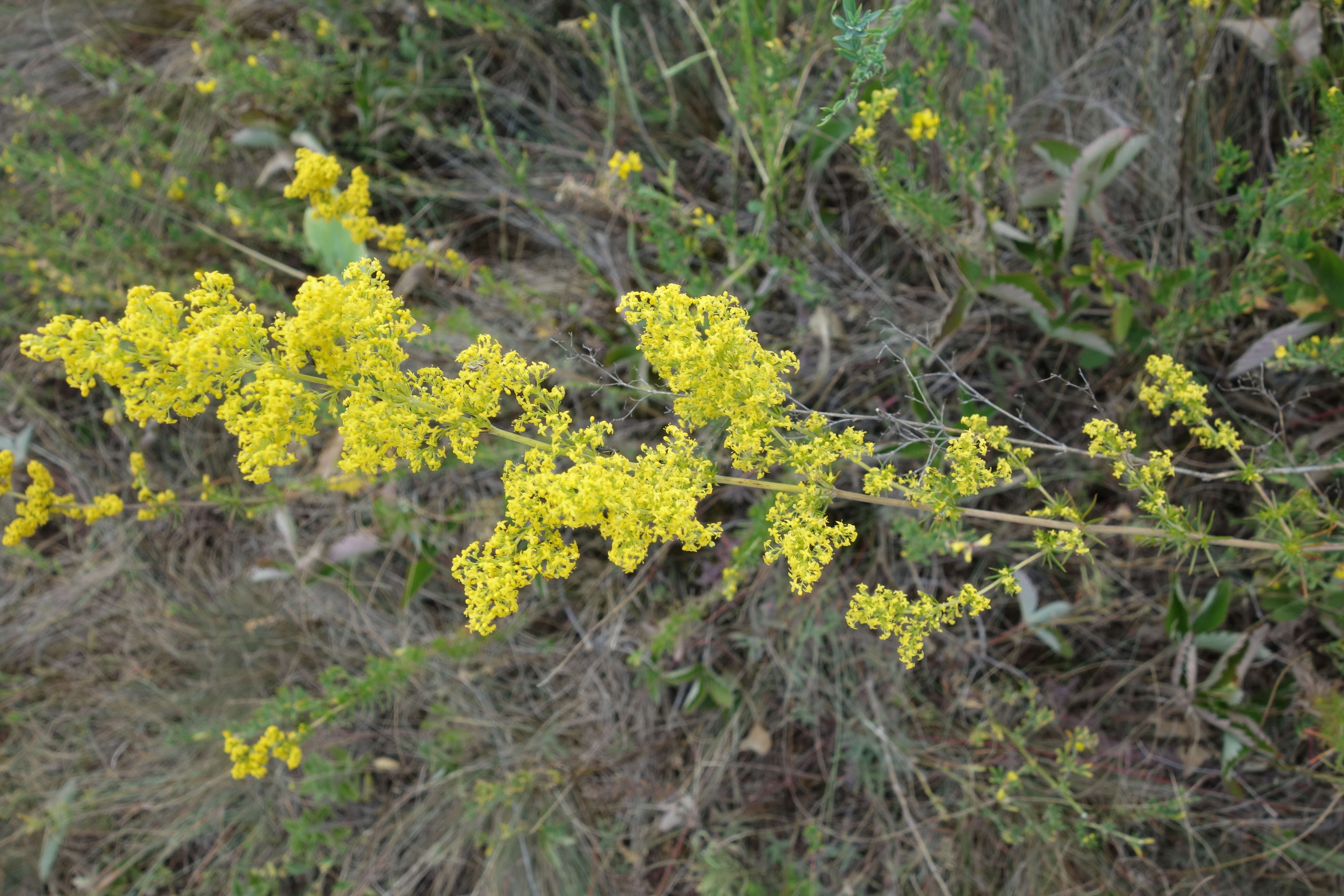 Image of Lady's Bedstraw