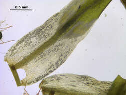 Image of Fragile tortella moss