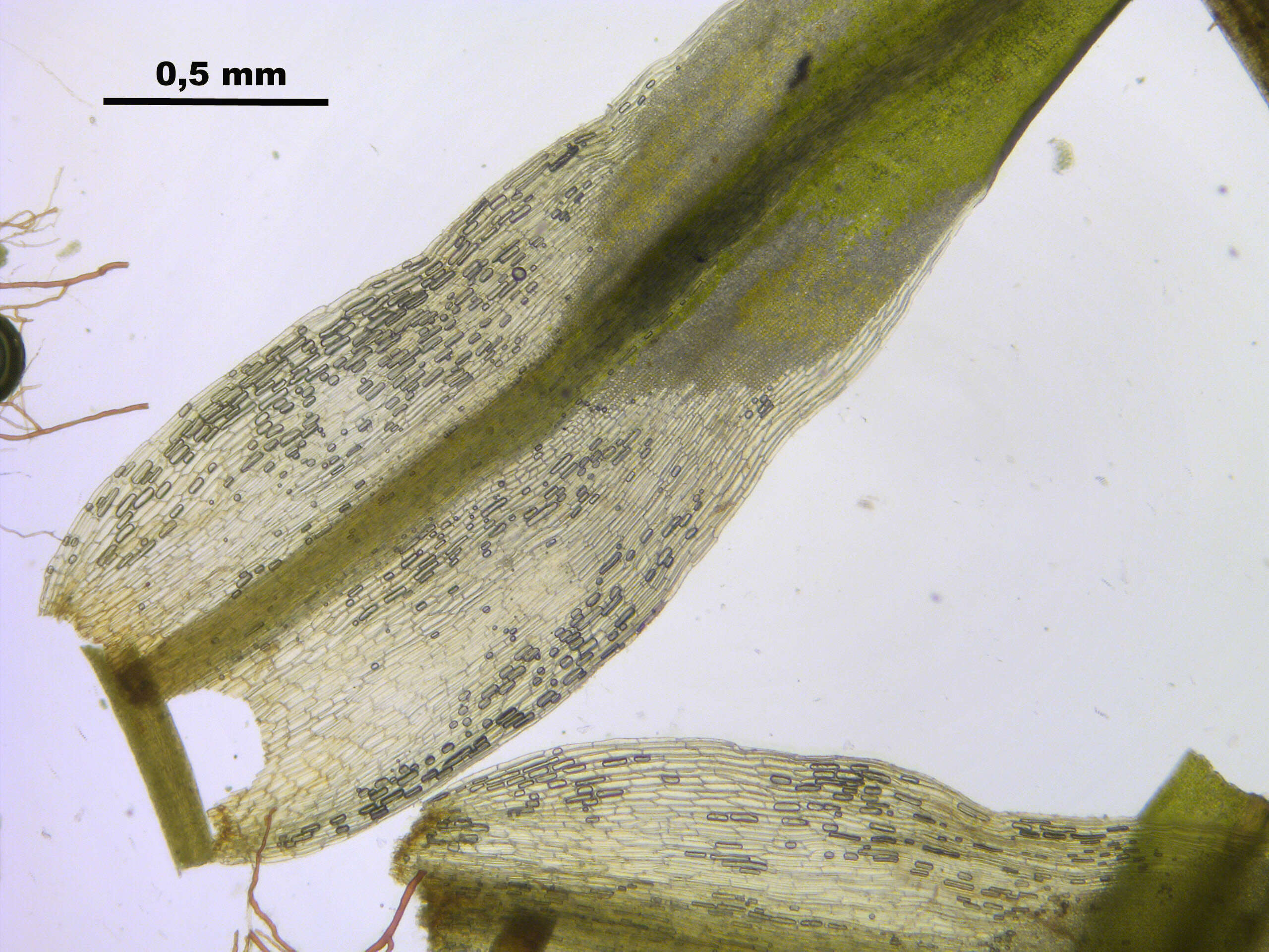 صورة Tortella fragilis Limpricht 1888