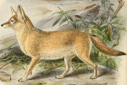 Image of African Sand Fox