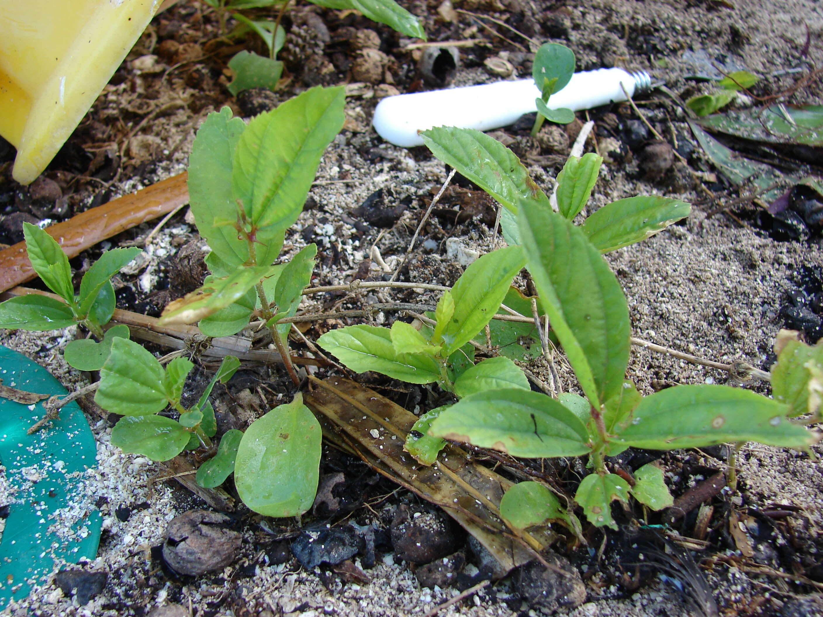 Image of Indian Jujube