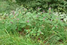 Image of Downy Hemp Nettle