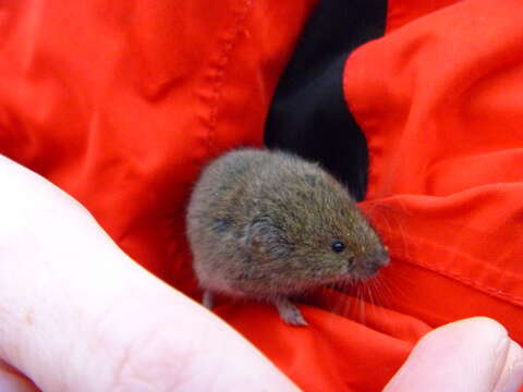 Image of Bavarian Pine Vole