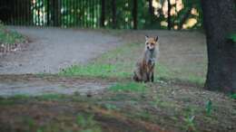 Image of Vulpes vulpes schrencki Kishida 1924