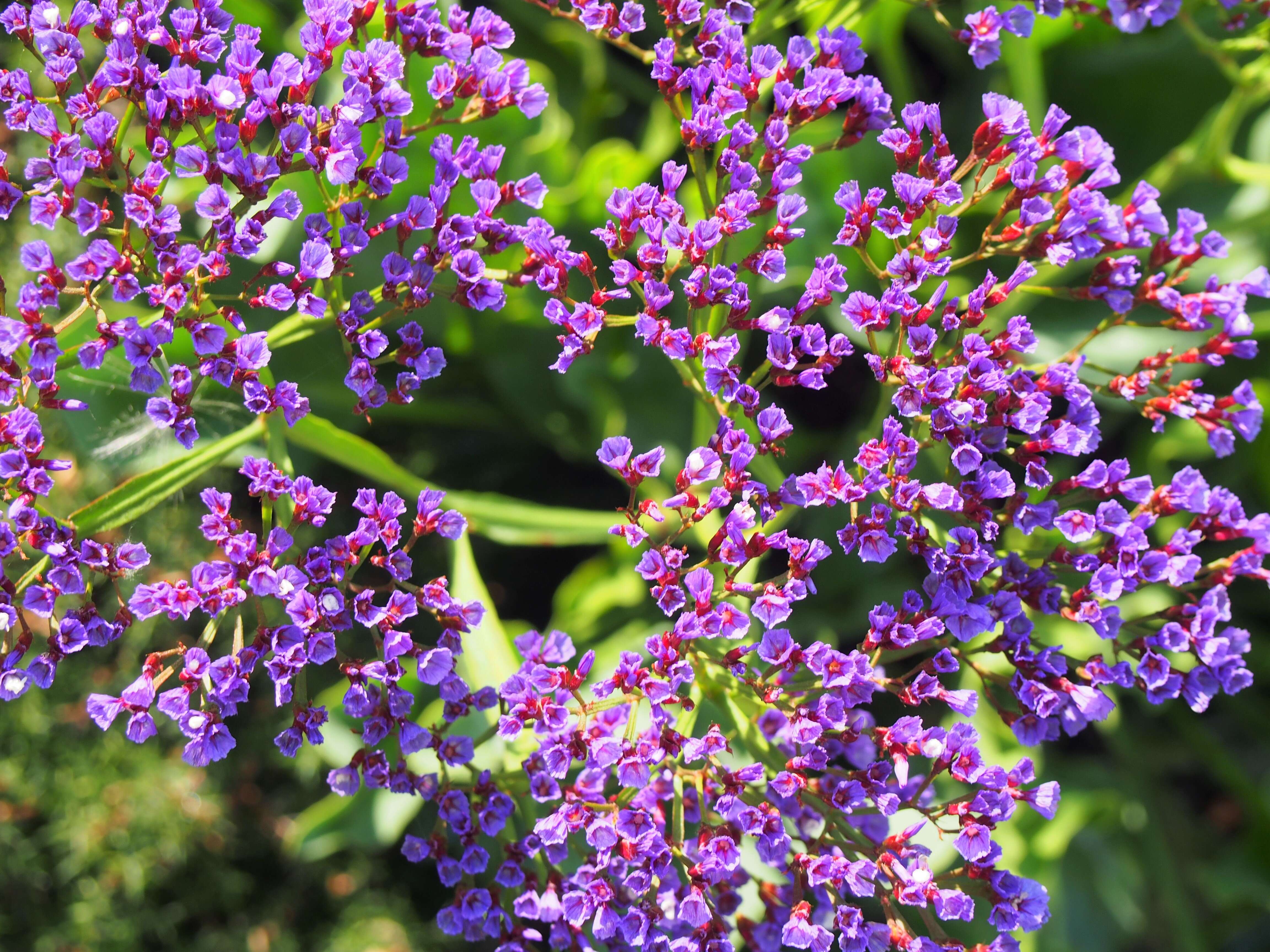 Limonium perezii (Stapf) F. T. Hubbard ex L. H. Bailey resmi