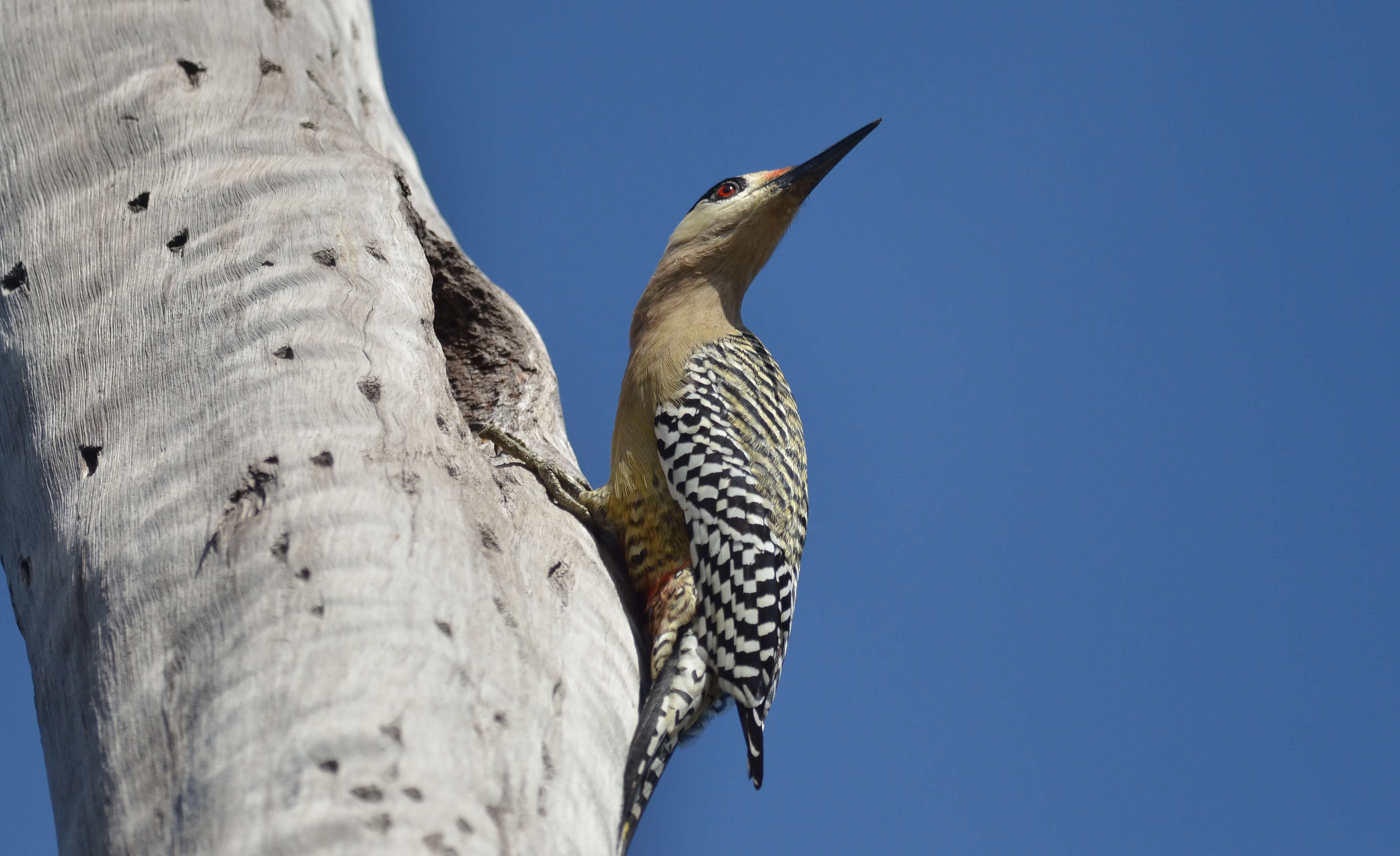 Image of West Indian Woodpecker