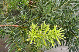 Image of Podocarpus oleifolius D. Don
