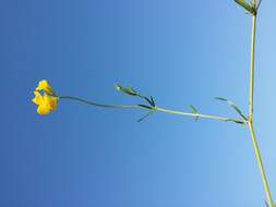 Image of Narrow-leaved Bird's-foot-trefoil