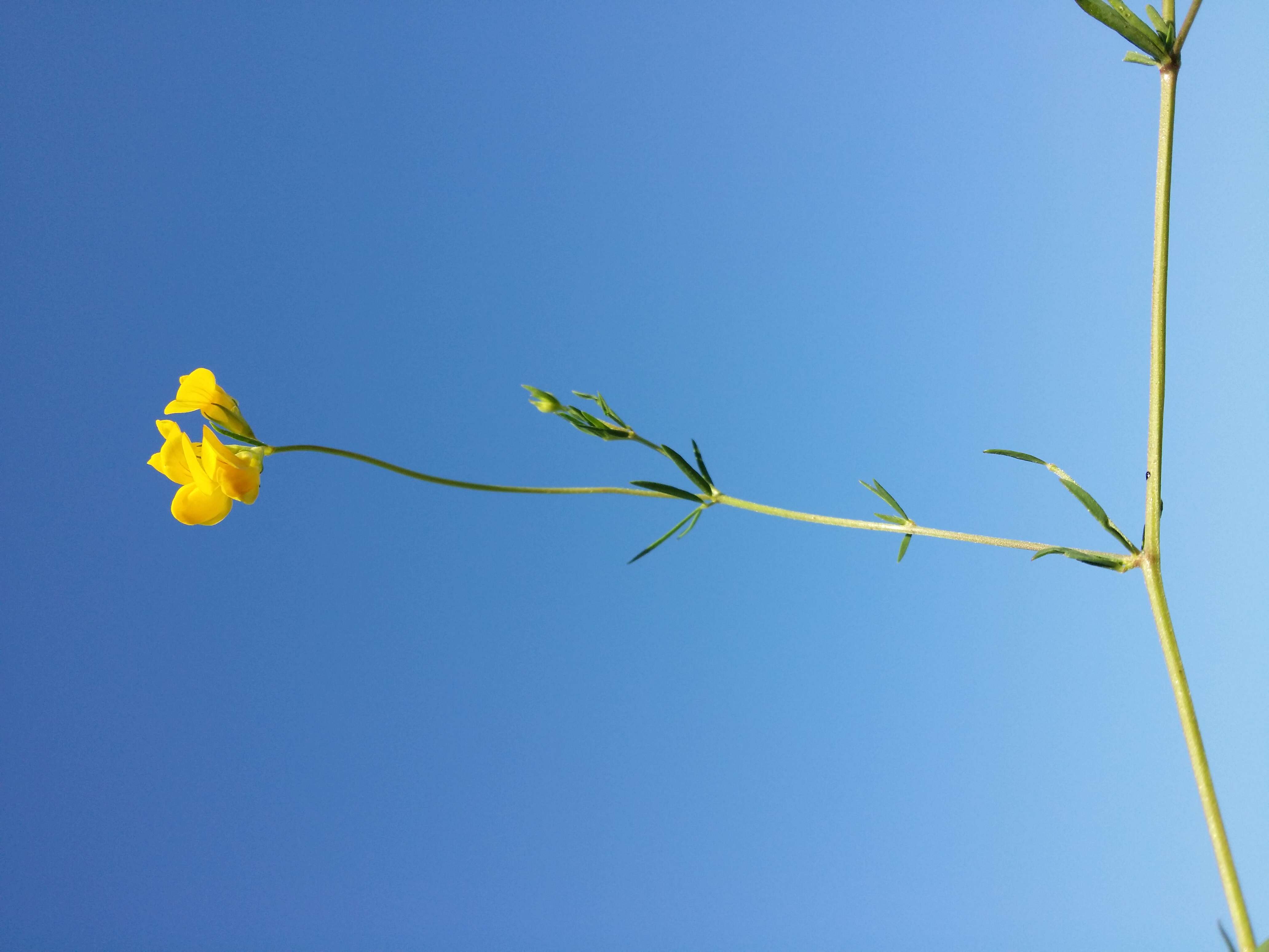 Image of Narrow-leaved Bird's-foot-trefoil