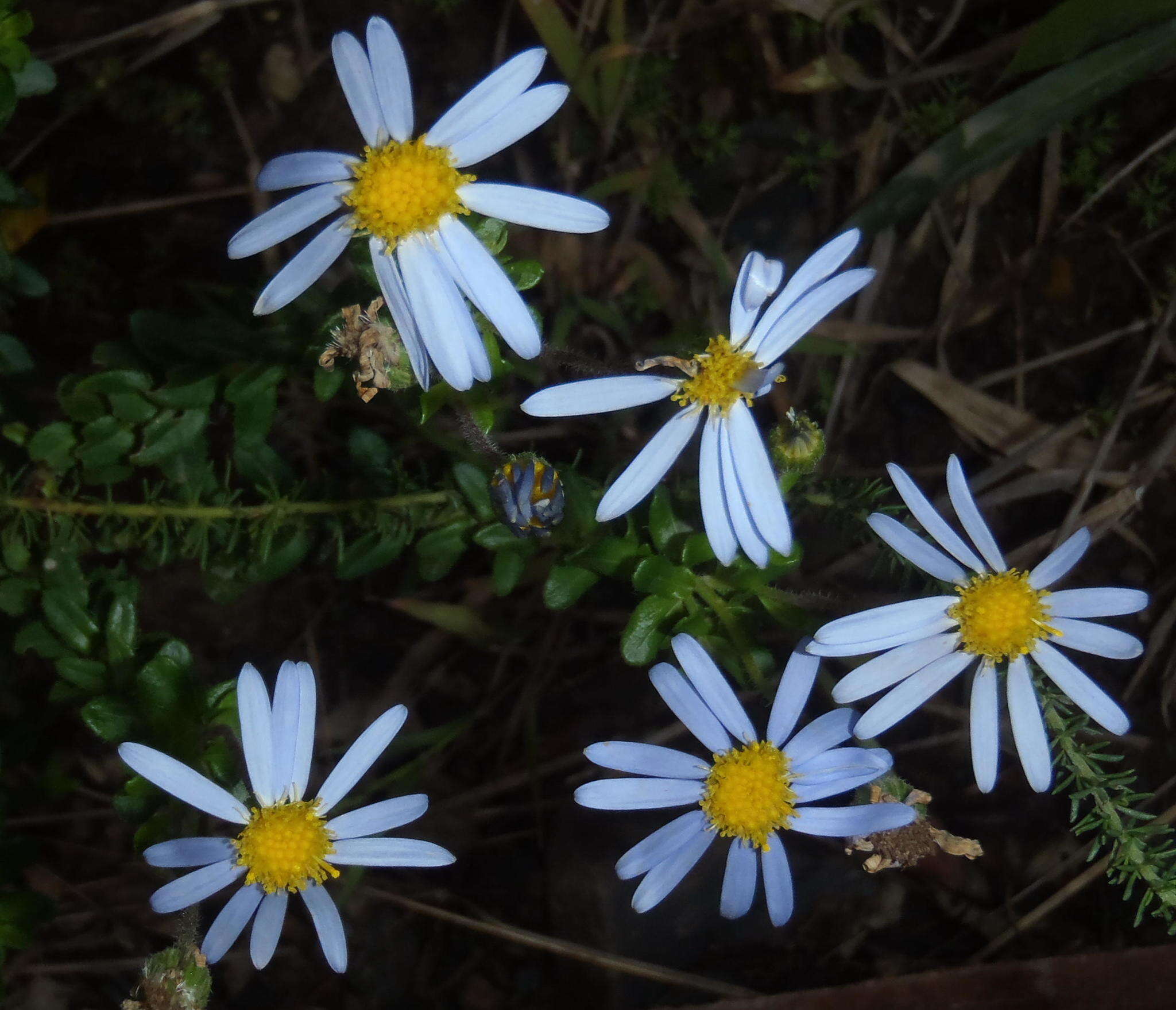 Image of Blue aster