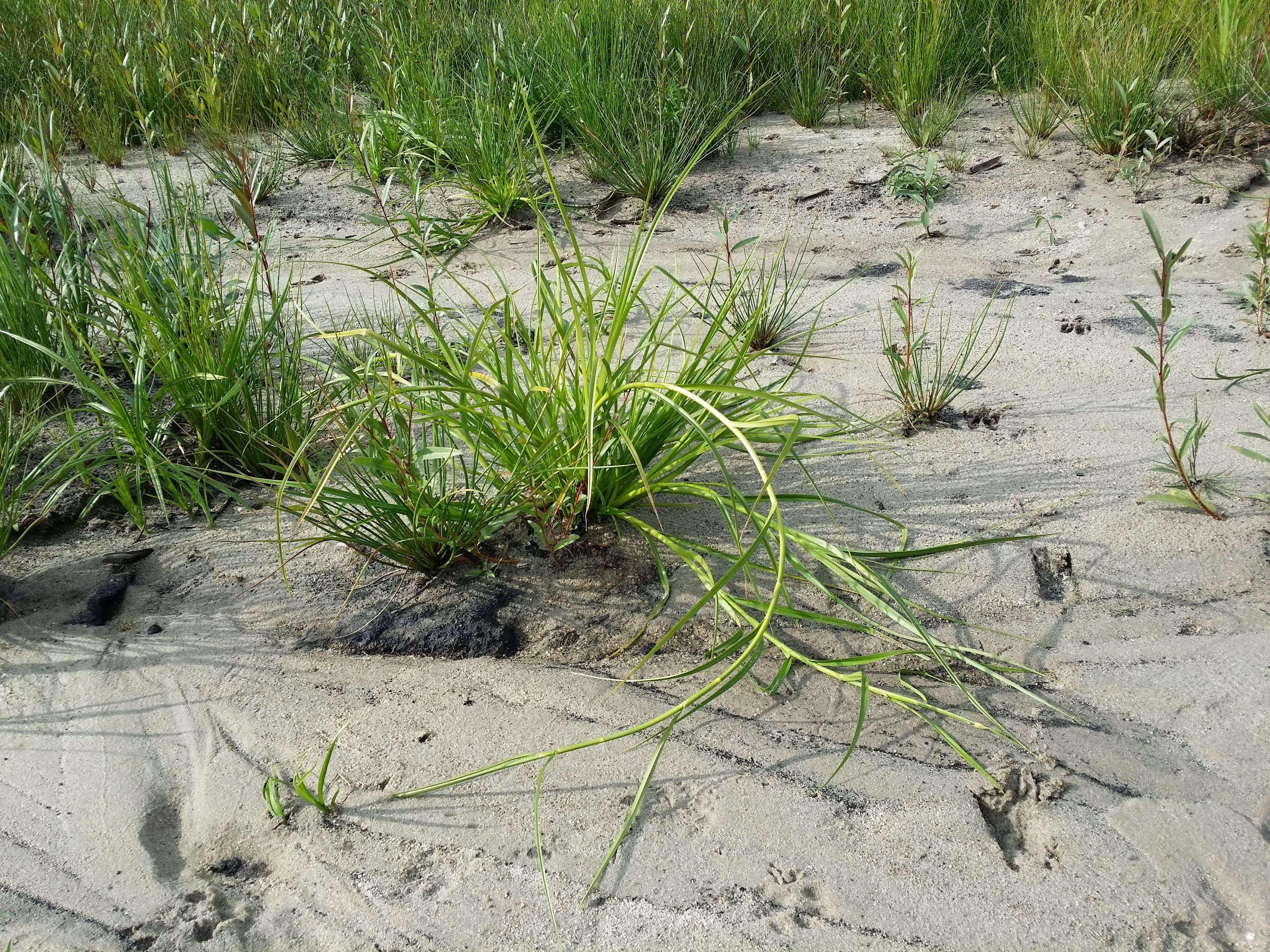 Image of Scirpus radicans Schkuhr