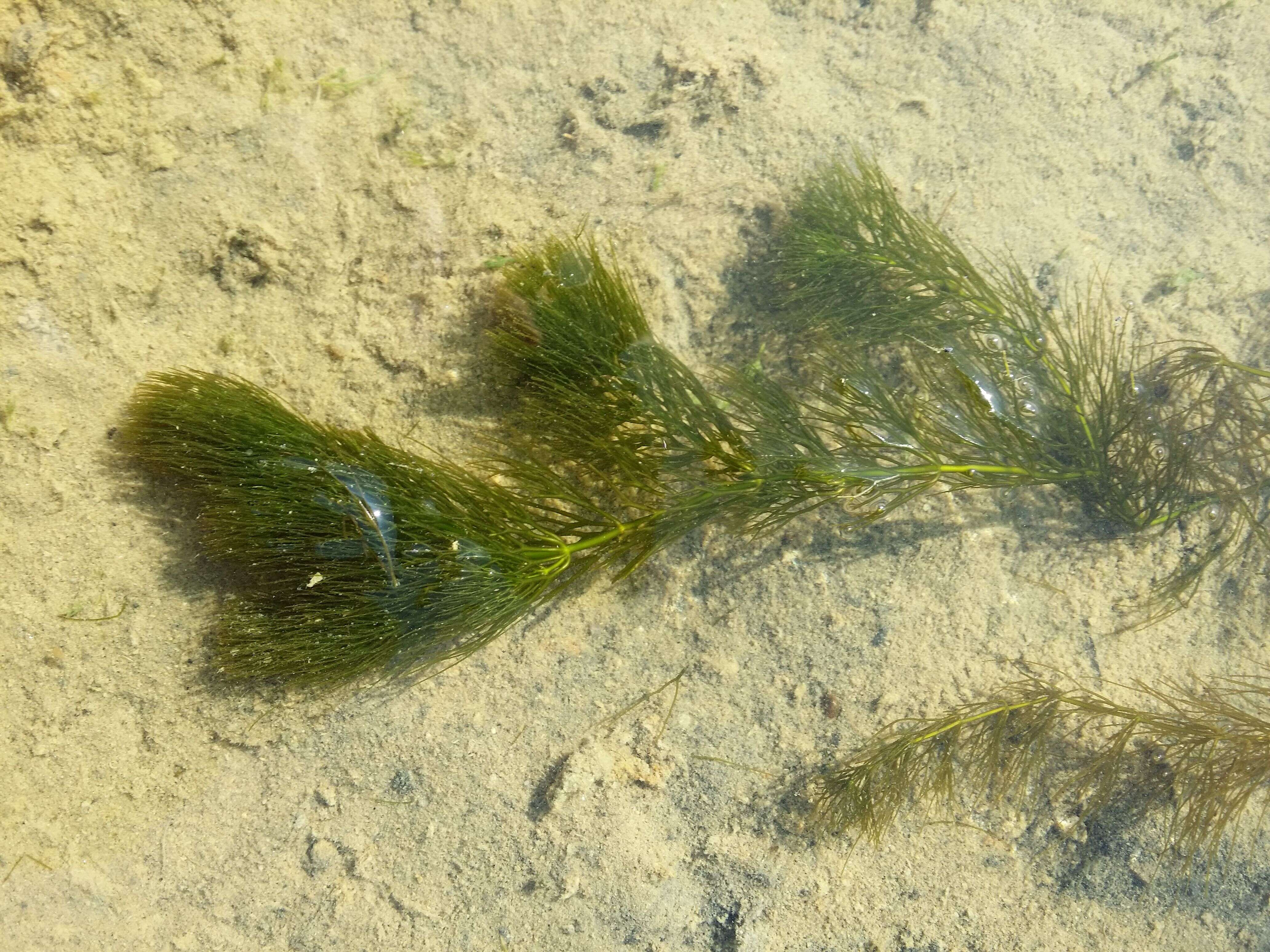 Image de Cératophylle Submergé