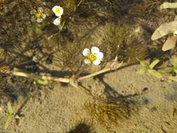 Image of Ranunculus rionii Lagger