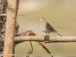 Image of Tree Pipit