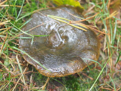 Image of Ugly Milk-cap