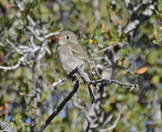 Image of American Dusky Flycatcher