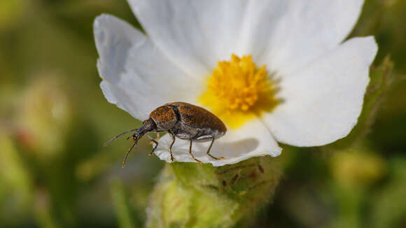 Imagem de Mycterus curculioides