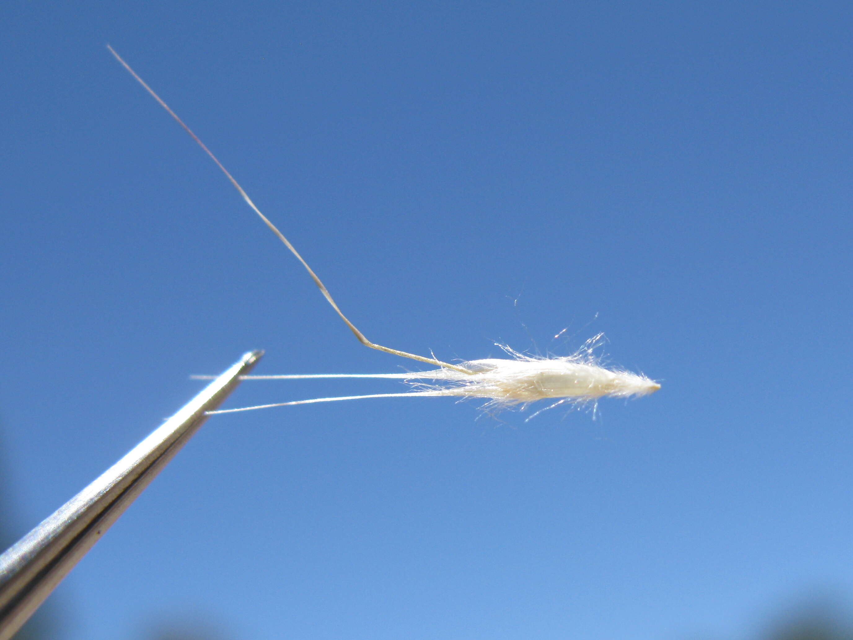 Rytidosperma caespitosum (Gaudich.) Connor & Edgar resmi