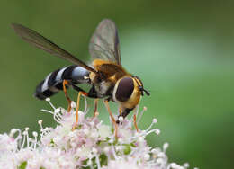 Leucozona glaucia (Linnaeus 1758) resmi