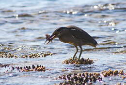 Image of Green-backed Heron