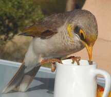 Image of Yellow-throated Miner