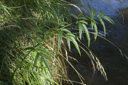 Image of spotted water hemlock