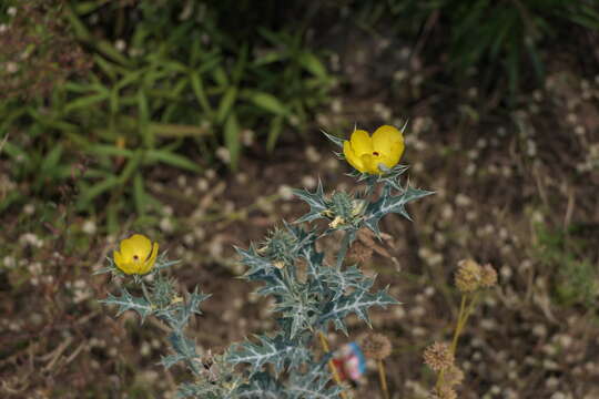 Image of Mexican pricklypoppy