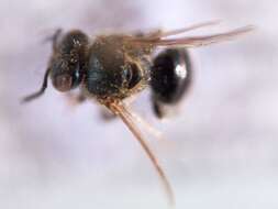 Image of stingless bee