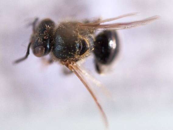 Image of stingless bee