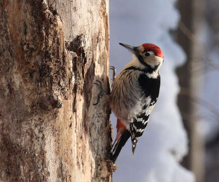 Image of White-backed Woodpecker