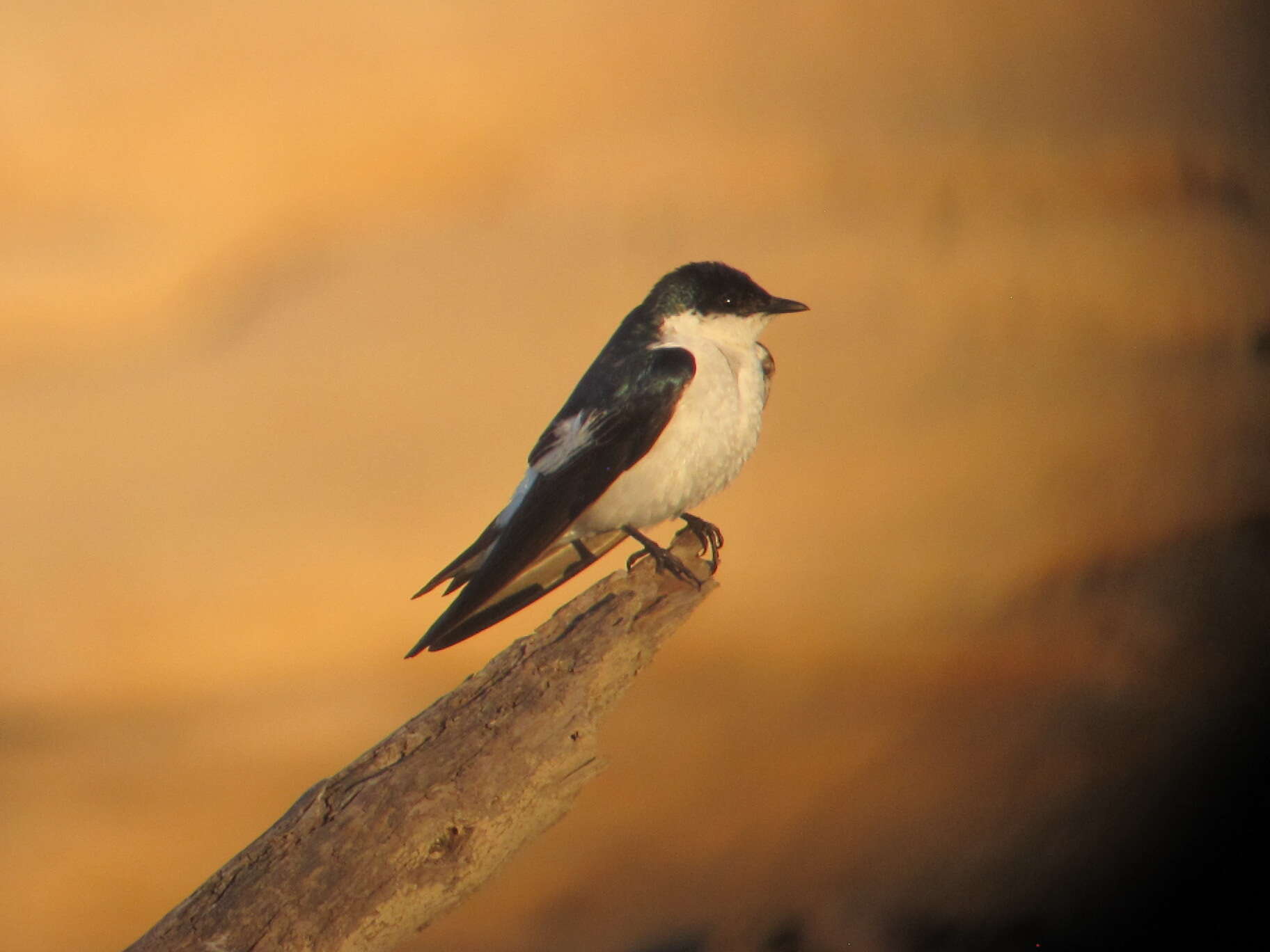 Tachycineta albiventer (Boddaert 1783)的圖片